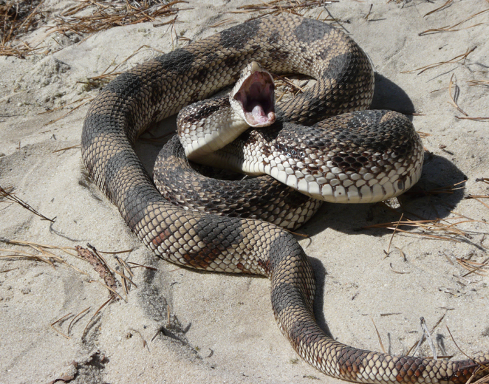 Pine Snake