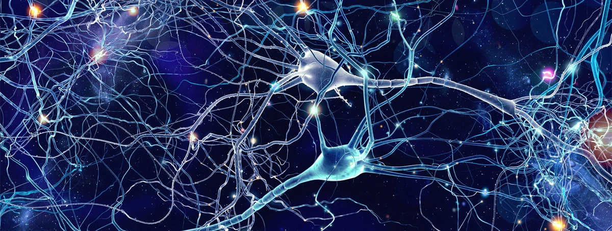 Nerve network